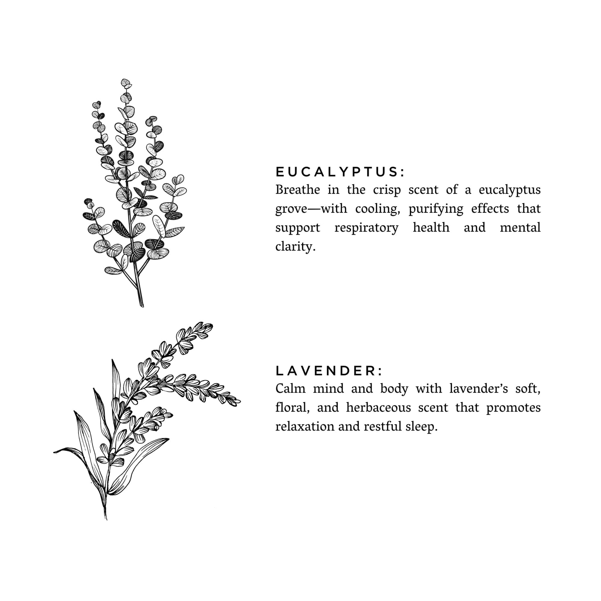 Illustrations of eucalyptus and lavender with descriptive text on a white background