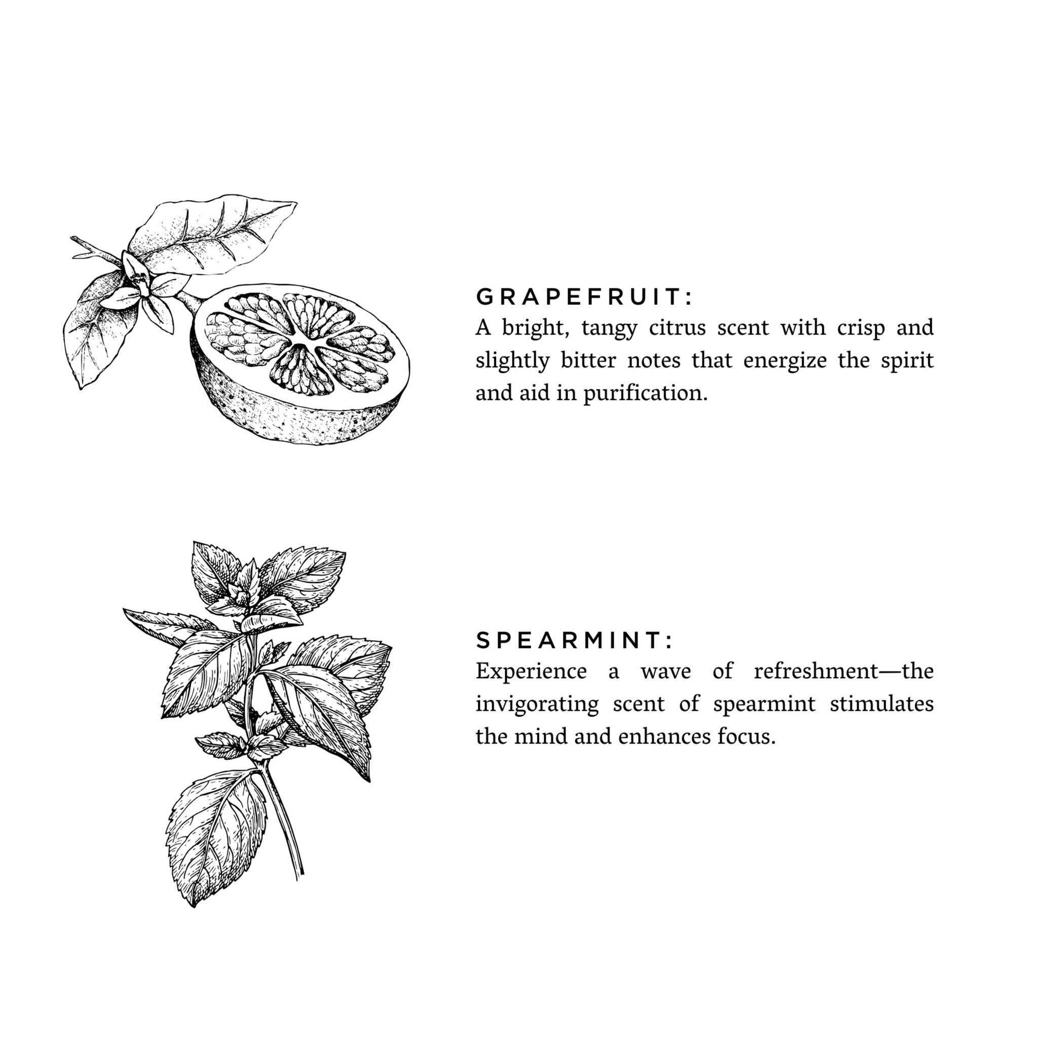 Illustrations of a grapefruit and spearmint with descriptive text on a white background